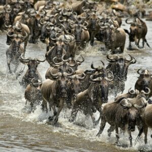 Wildebeest, crossing river Mara, Serengeti National Park, Serengeti, Tanzania, Africa